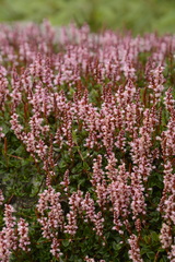 Bistorta vacciniifolia