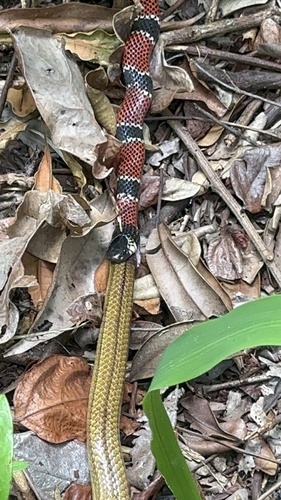Wucherer's Lizard-eating Snake