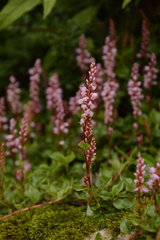Bistorta vacciniifolia