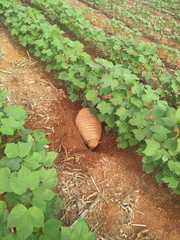 Euphractus sexcinctus