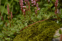 Bistorta vacciniifolia