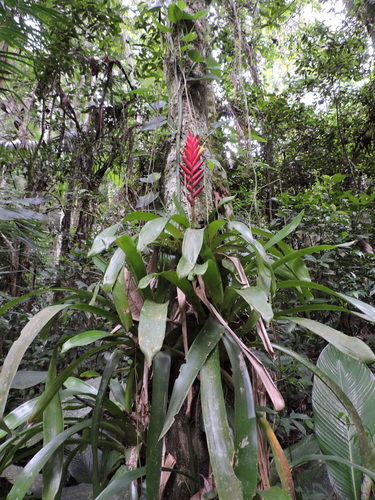 Image of Vriesea ensiformis by (c) Fabrício Mil Homens Riella, some rights reserved (CC BY)