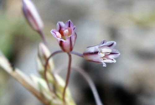 Allium peroninianum