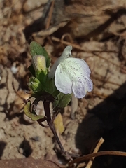 Acanthomintha ilicifolia