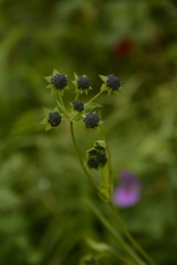 Bupleurum longicaule