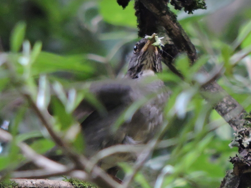Blacksmith Thrush (Turdus subalaris), photo 4