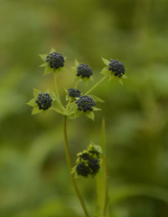 Bupleurum longicaule