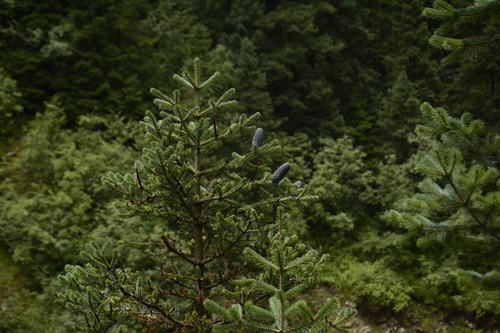 Pindrow fir (Abies pindrow)