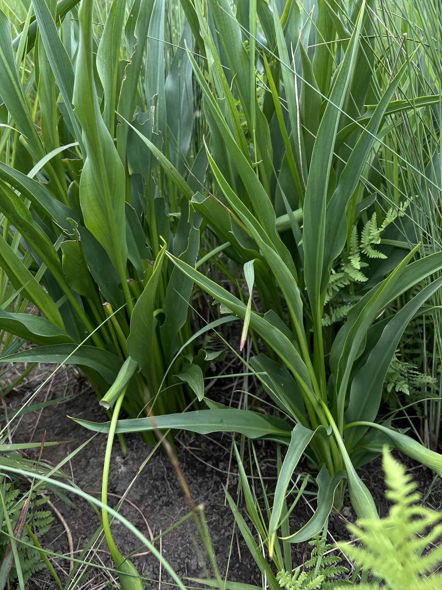 Imagem de Lírio de Calla