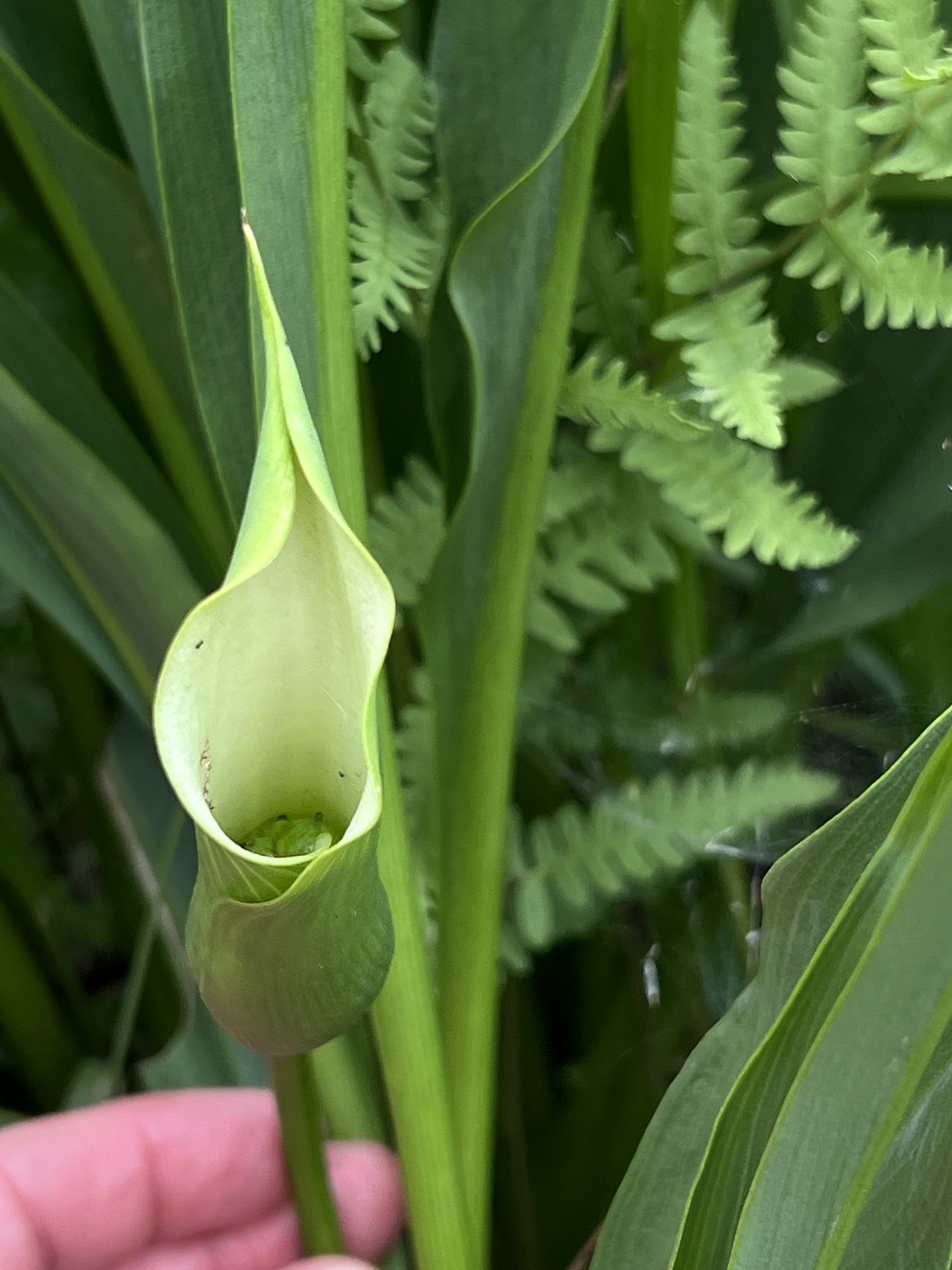 Imagem de Lírio de Calla