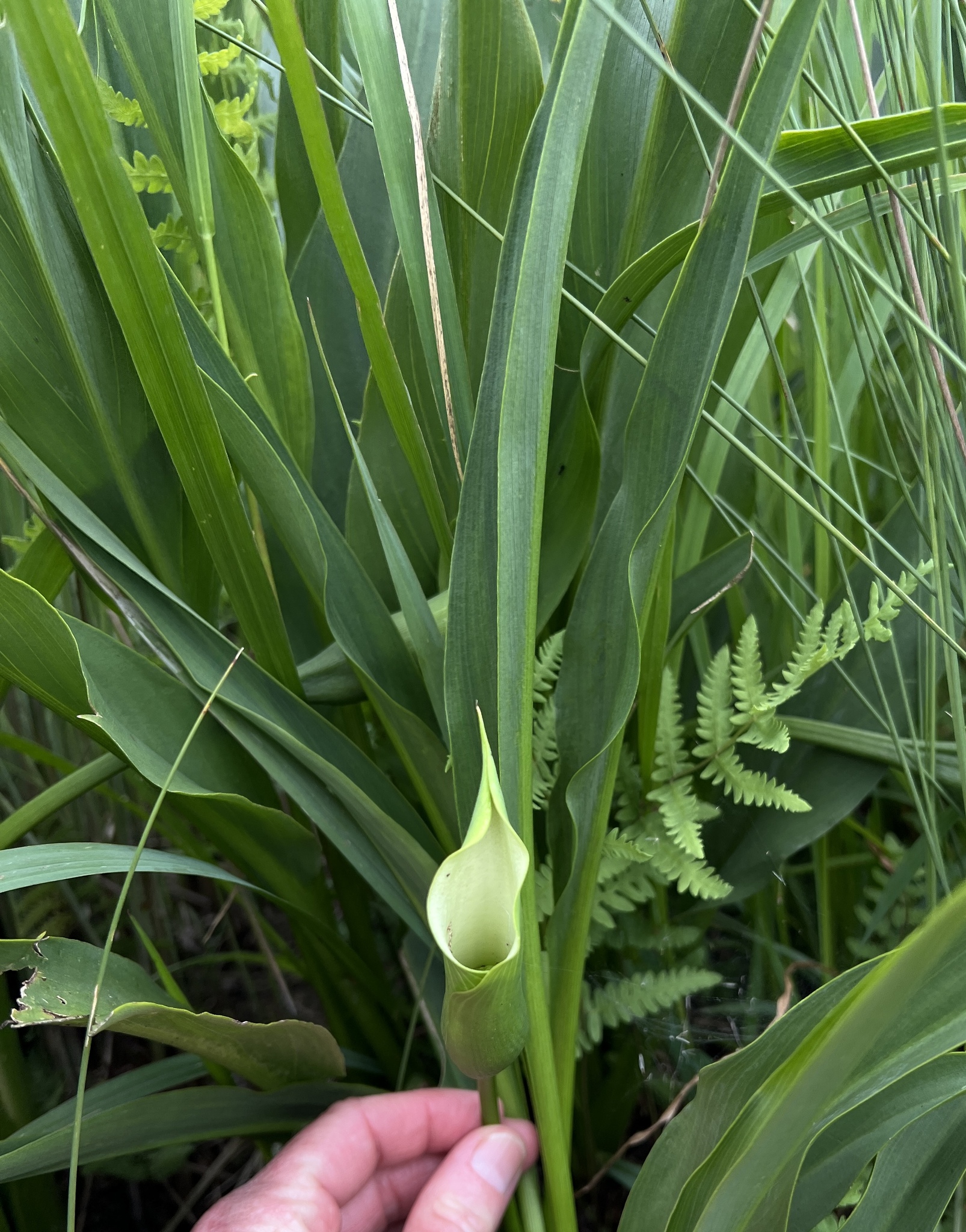 Imagem de Lírio de Calla