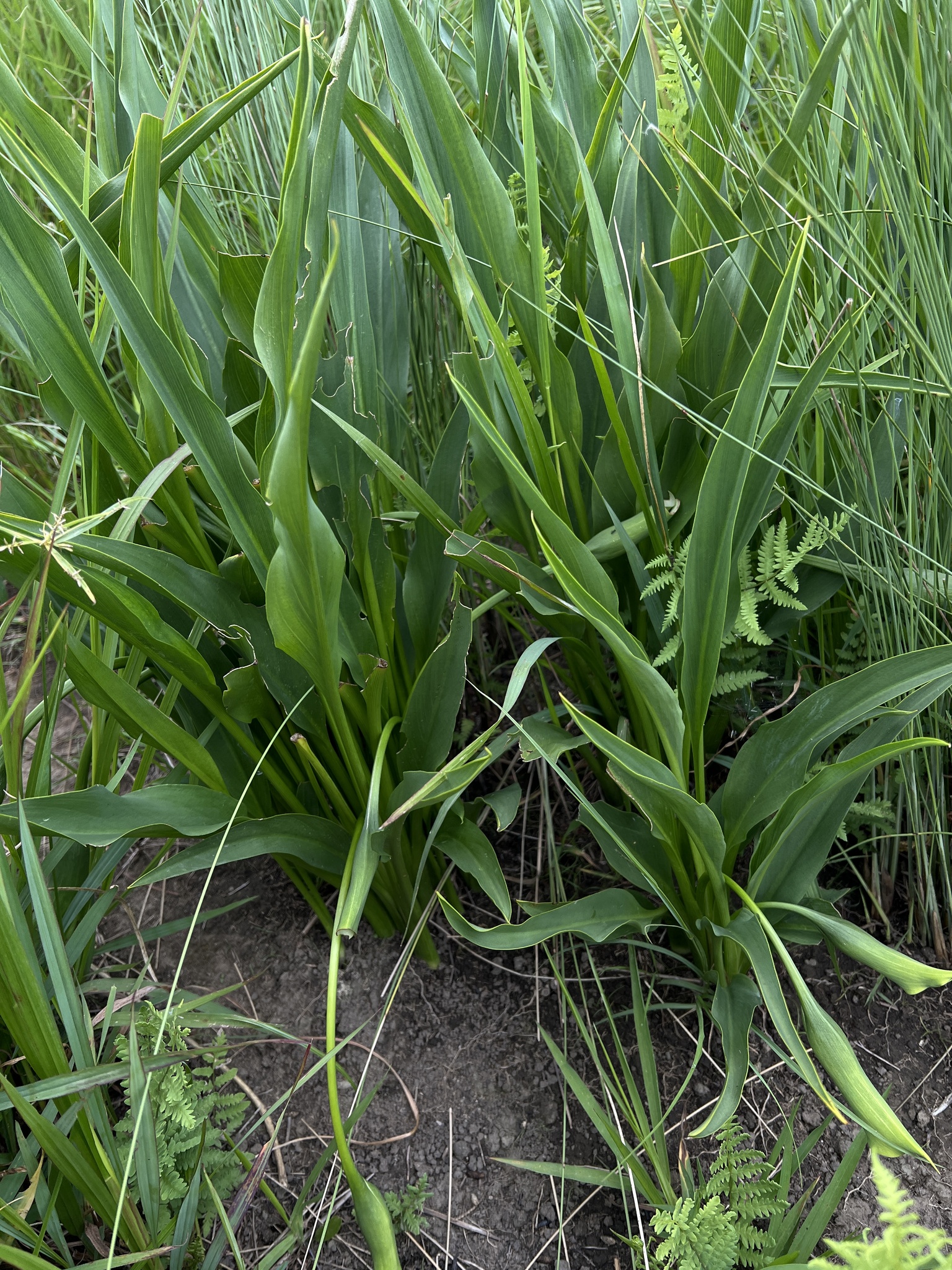 Imagem de Lírio de Calla