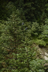 Abies pindrow