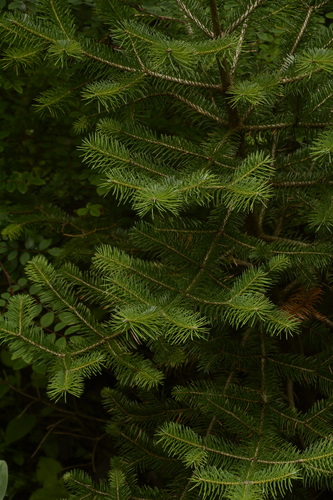 Image of Abies pindrow by (c) Siddarth Machado, some rights reserved (CC BY)