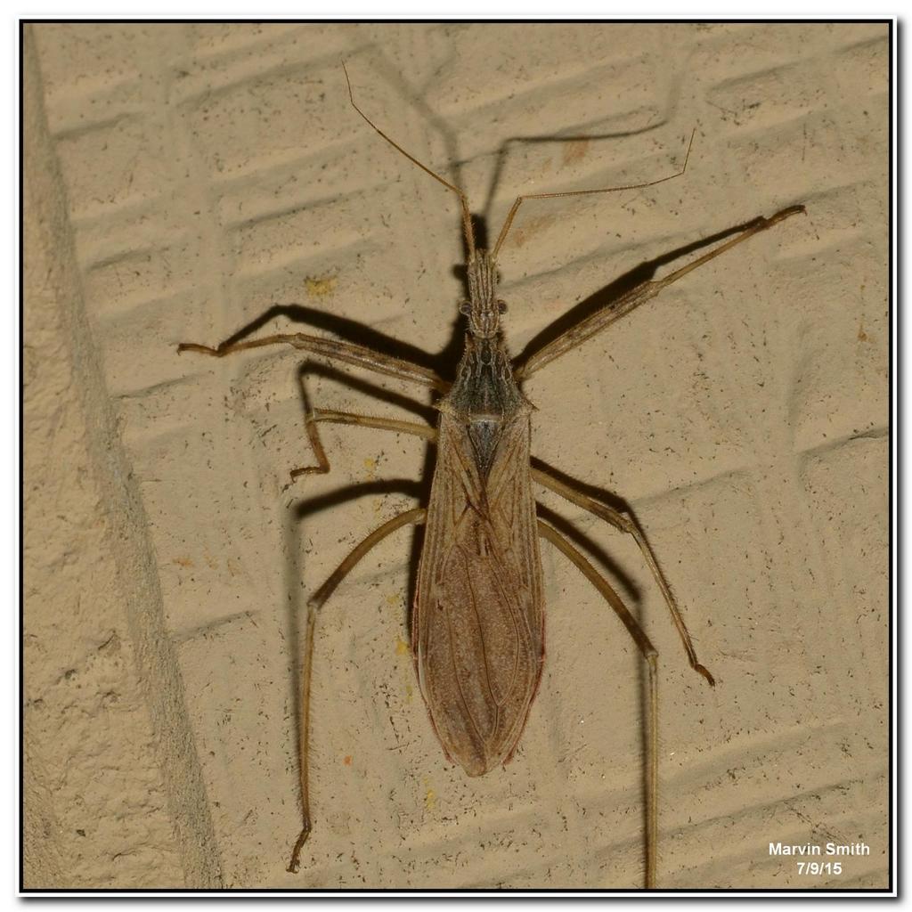 Stenopoda