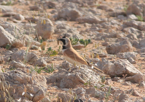 Temminck's Lark (Eremophila bilopha), photo 10