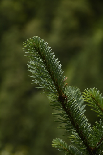 Image of Abies pindrow by (c) Siddarth Machado, some rights reserved (CC BY)