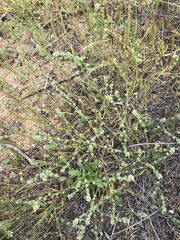 Plagiobothrys canescens