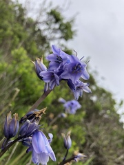 Hyacinthoides hispanica