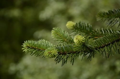 Image of Abies pindrow by (c) Siddarth Machado, some rights reserved (CC BY)