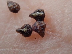 Plagiobothrys canescens