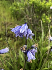 Hyacinthoides hispanica