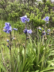 Hyacinthoides hispanica