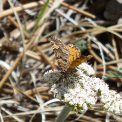 Epirrhoe plebeculata