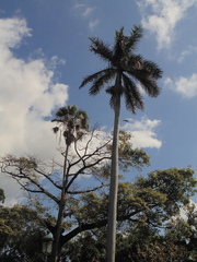 Roystonea regia