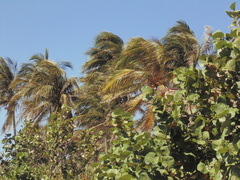 Coccoloba uvifera
