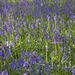 English Bluebell - Photo (c) stephengg, some rights reserved (CC BY-NC-ND)
