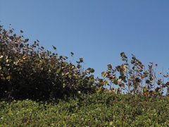 Coccoloba uvifera