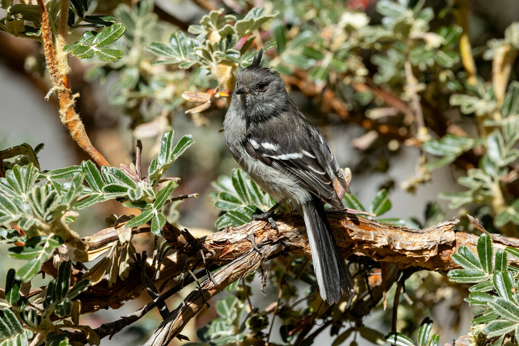 Ash-breasted Tit-Tyrant