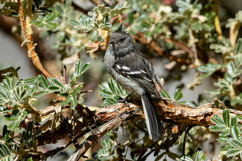 Ash-breasted Tit-Tyrant
