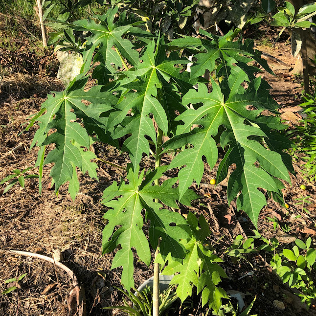 Carica papaya