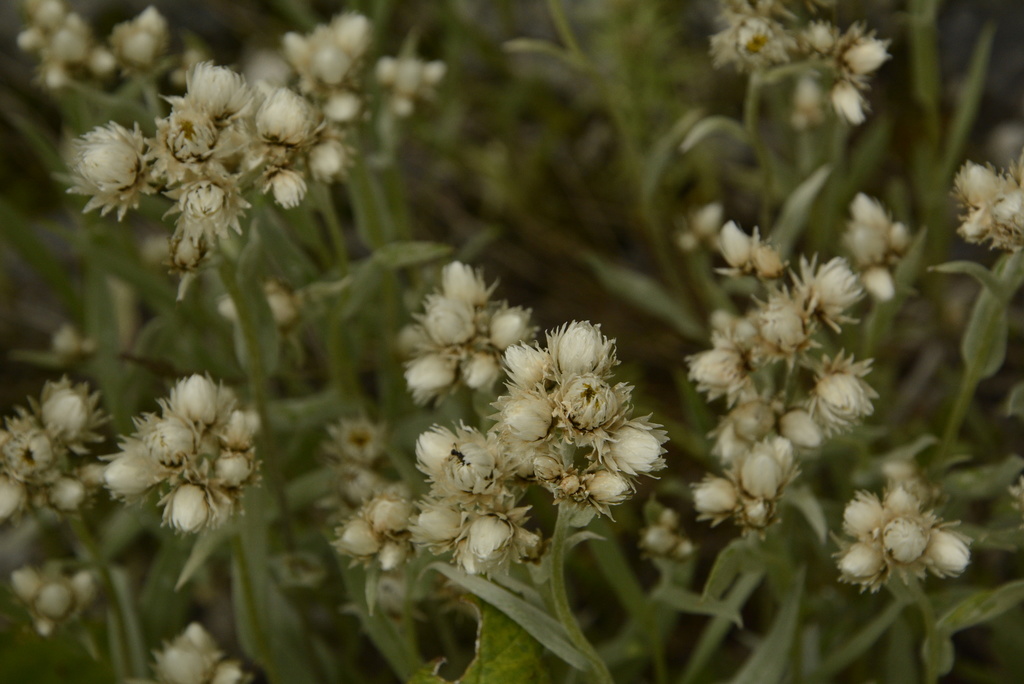 Anaphalis royleana