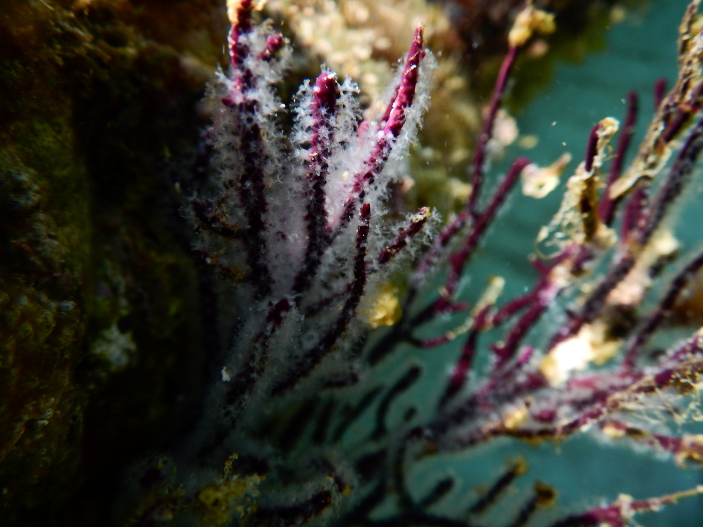 Leptogorgia rigida