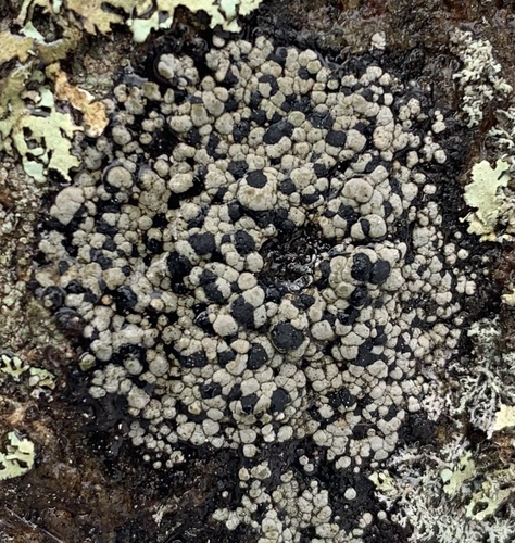 Rhizocarpon grande, 2024-02-03
