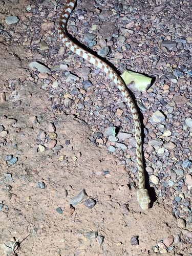 Brown Tree Snake sighting