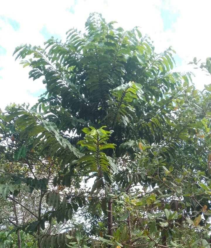 Imagem de Castanha-do-pará