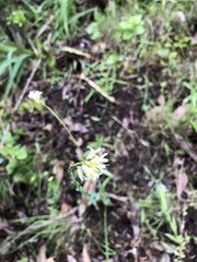 Turritis glabra