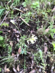 Turritis glabra