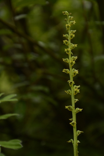 Androcorys