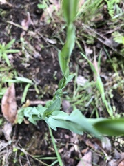 Turritis glabra