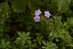 Siberian rock jasmine (Androsace sarmentosa)