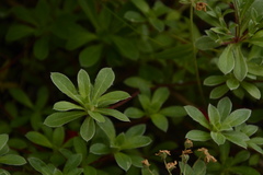 Androsace sarmentosa, photograph Siddarth Machado, CC BY, iNaturalist via GBIF