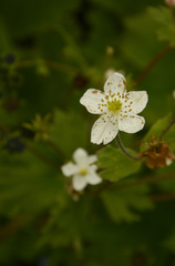 Anemonastrum tetrasepalum