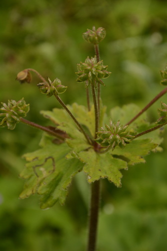 Anemonastrum tetrasepalum, photograph 1