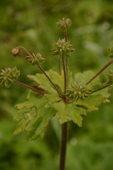 Anemonastrum tetrasepalum
