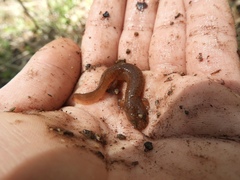 Pseudotriton ruber schencki